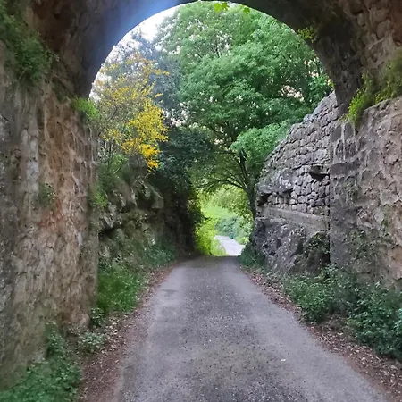 Les Micocouliers